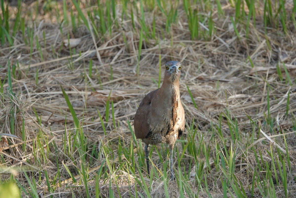 ズグロミゾゴイ - ML646629352