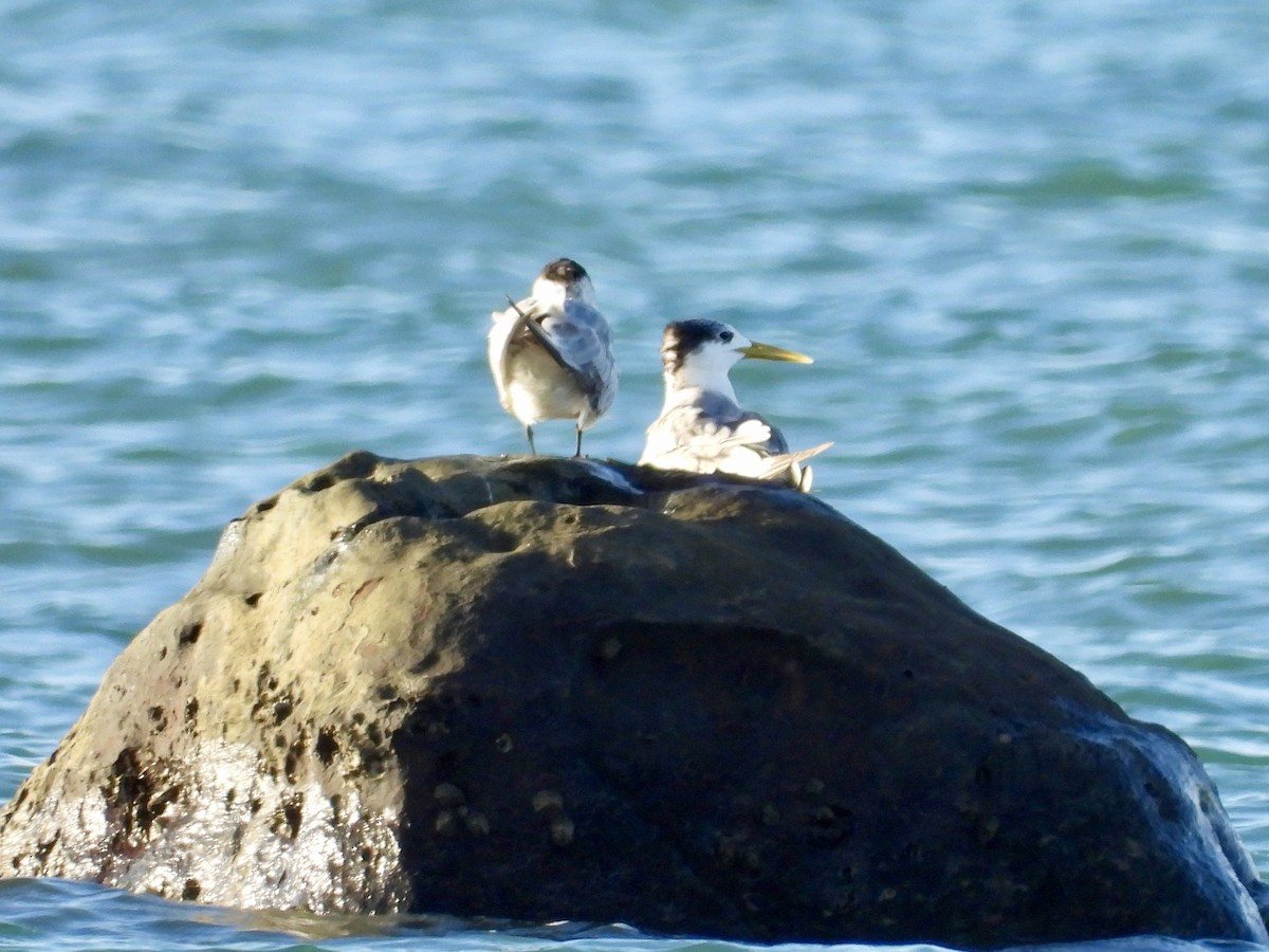 Great Crested Tern - ML646629353