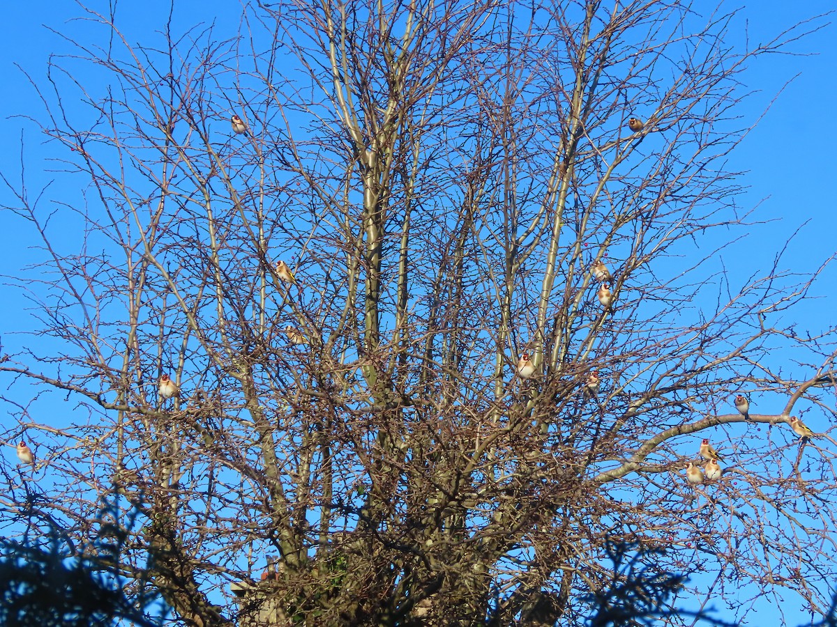 Jilguero Europeo - ML646629355