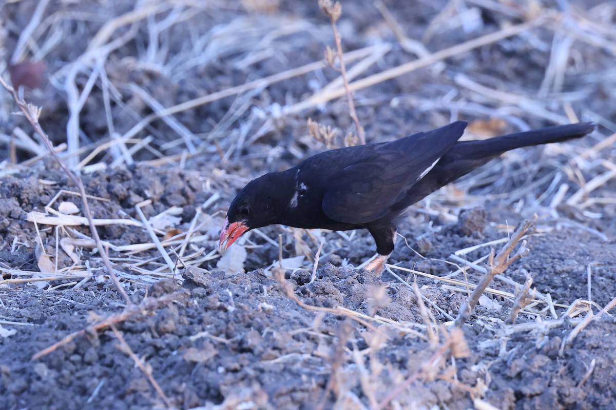 Red-billed Buffalo-Weaver - ML646629358