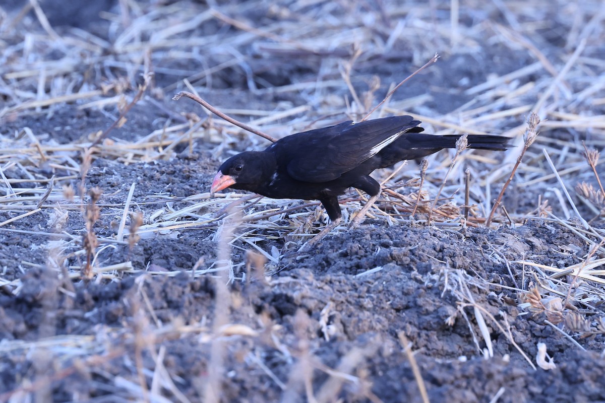 Red-billed Buffalo-Weaver - ML646629359