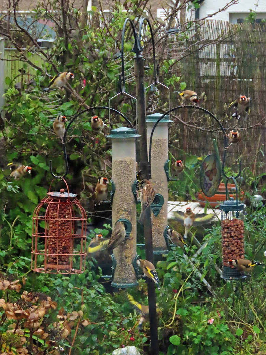 Gorrión Común - ML646629361