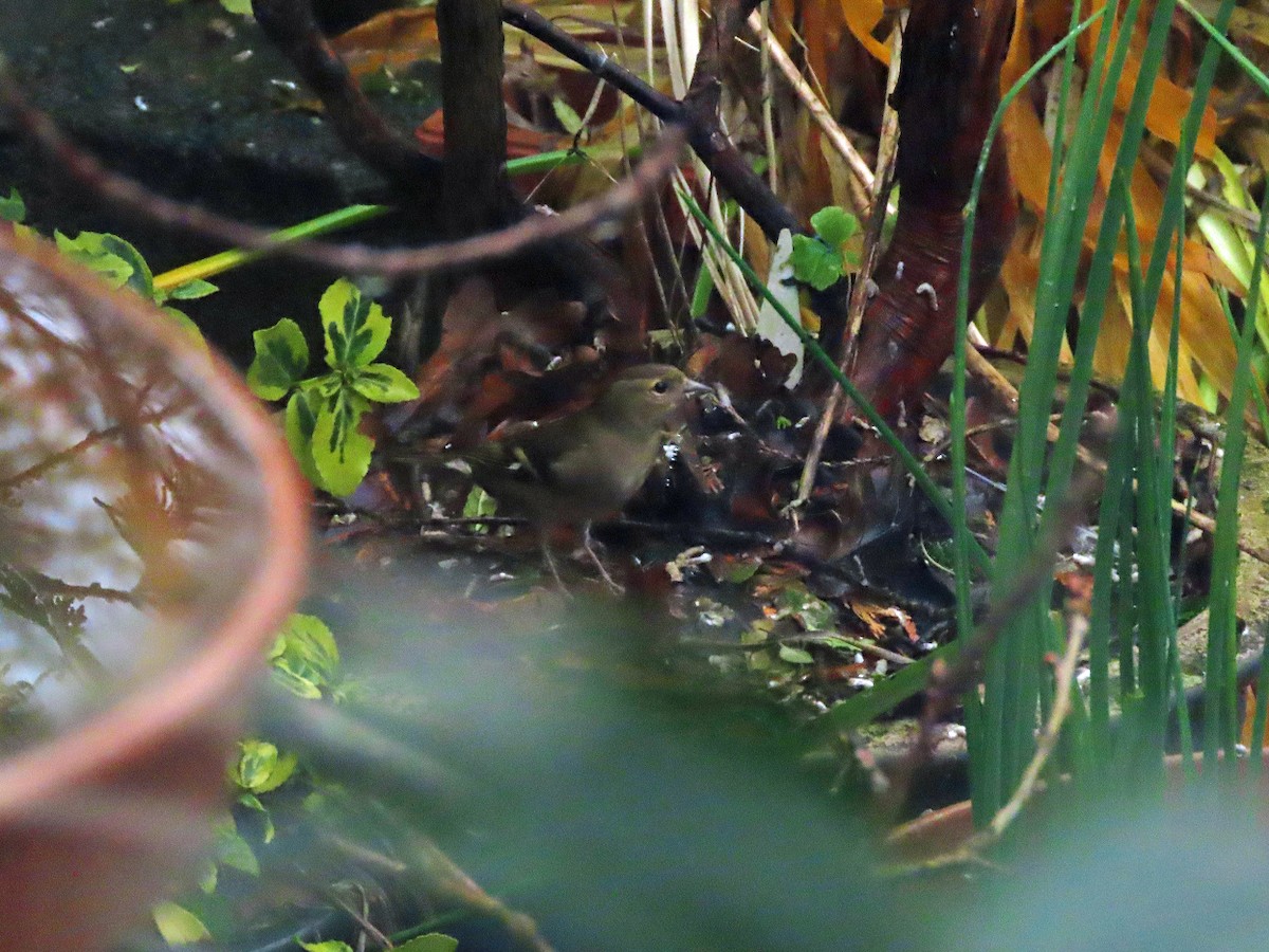 Pinzón Vulgar - ML646629362