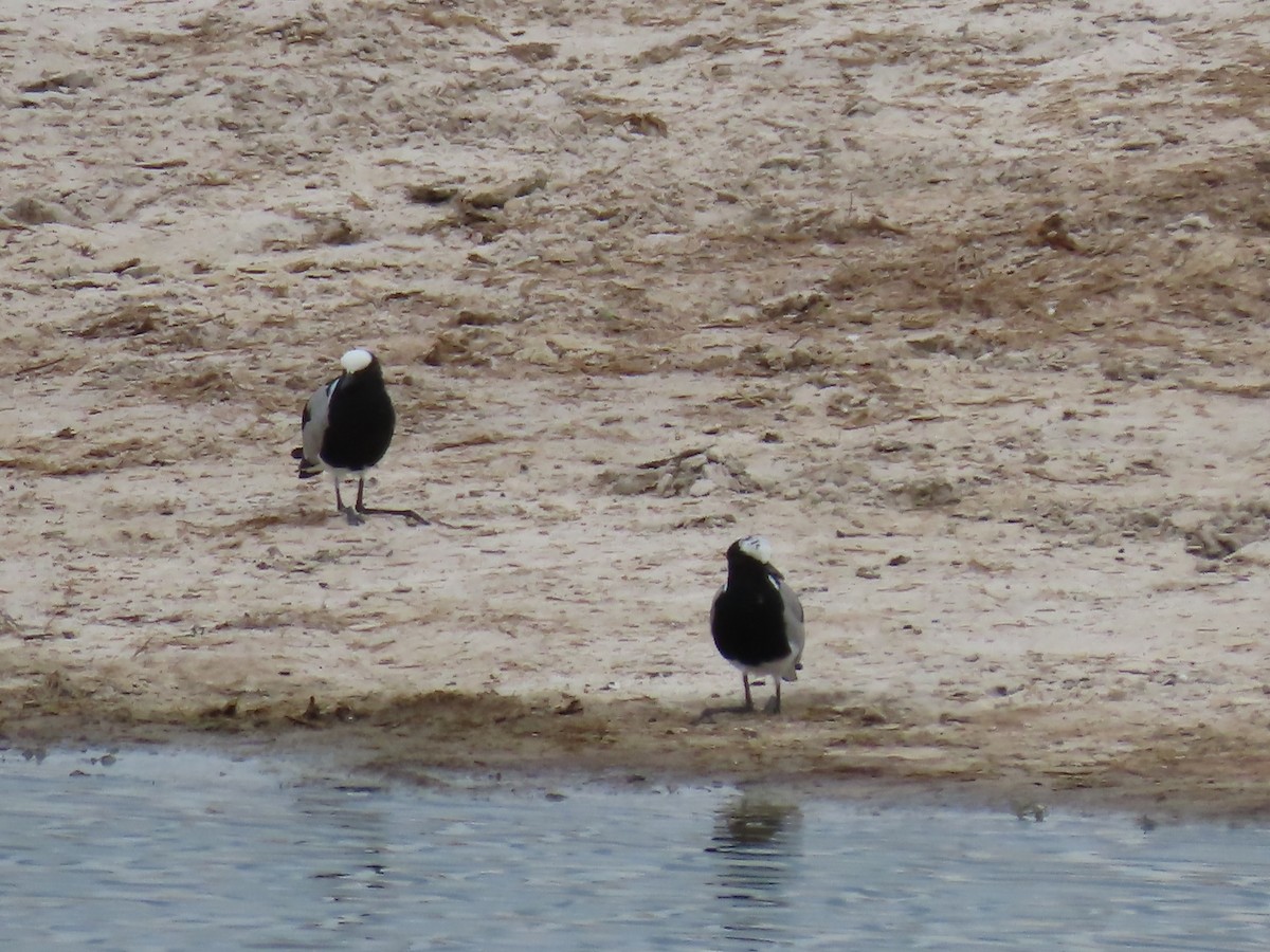 Hegabera pintoa - ML646629363
