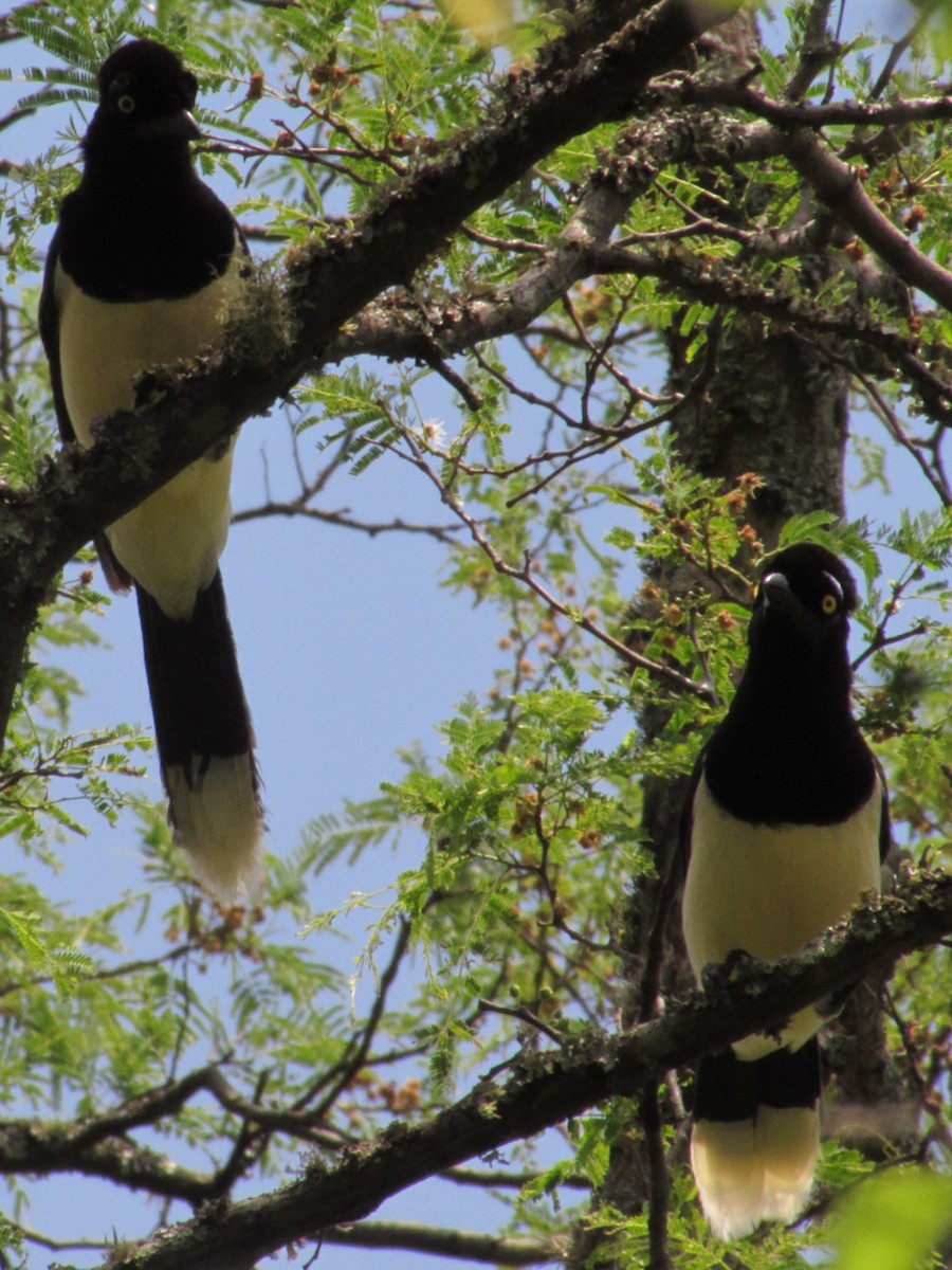 Plush-crested Jay - ML646629365