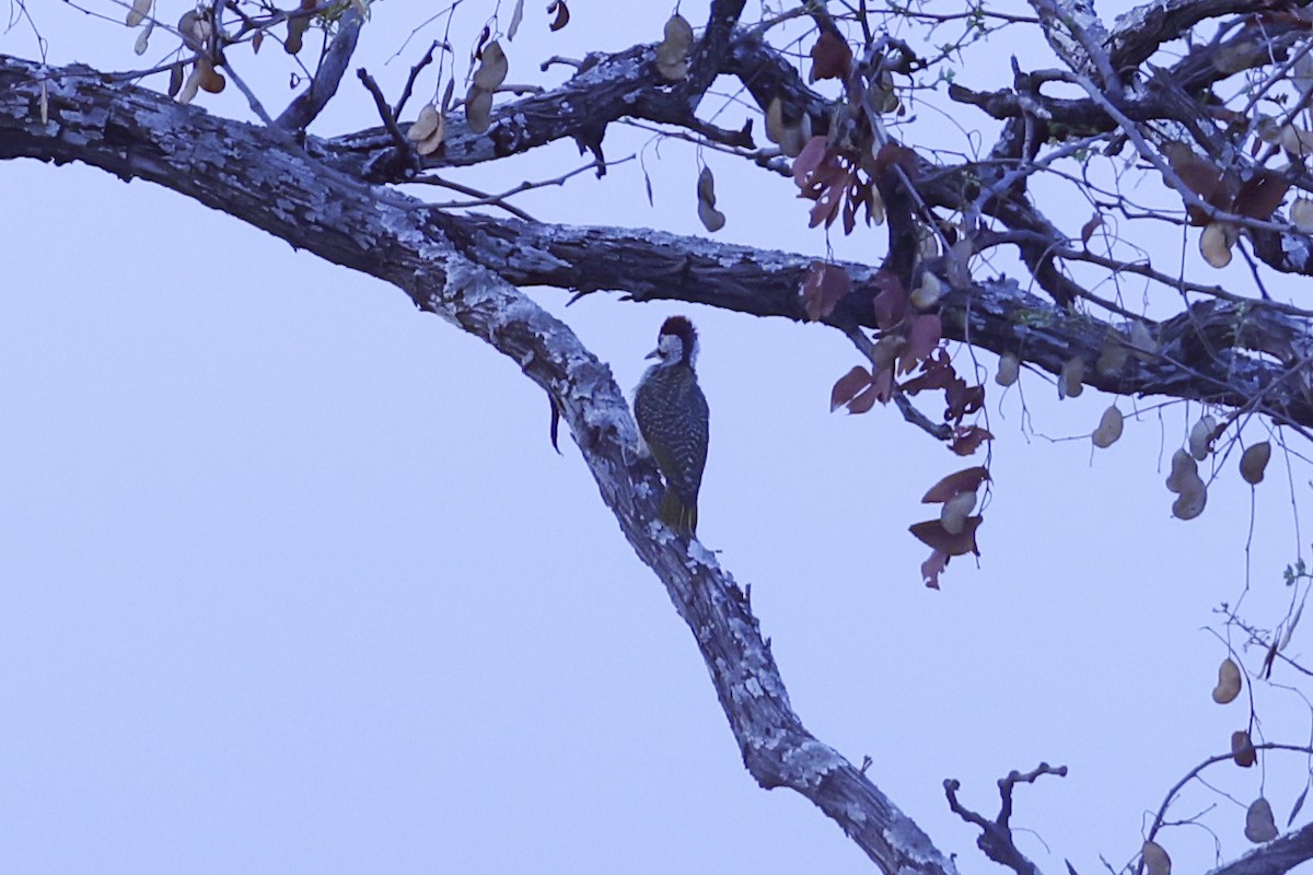 Bennett's Woodpecker - ML646629366