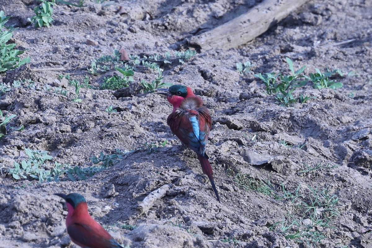 Southern Carmine Bee-eater - ML646629369