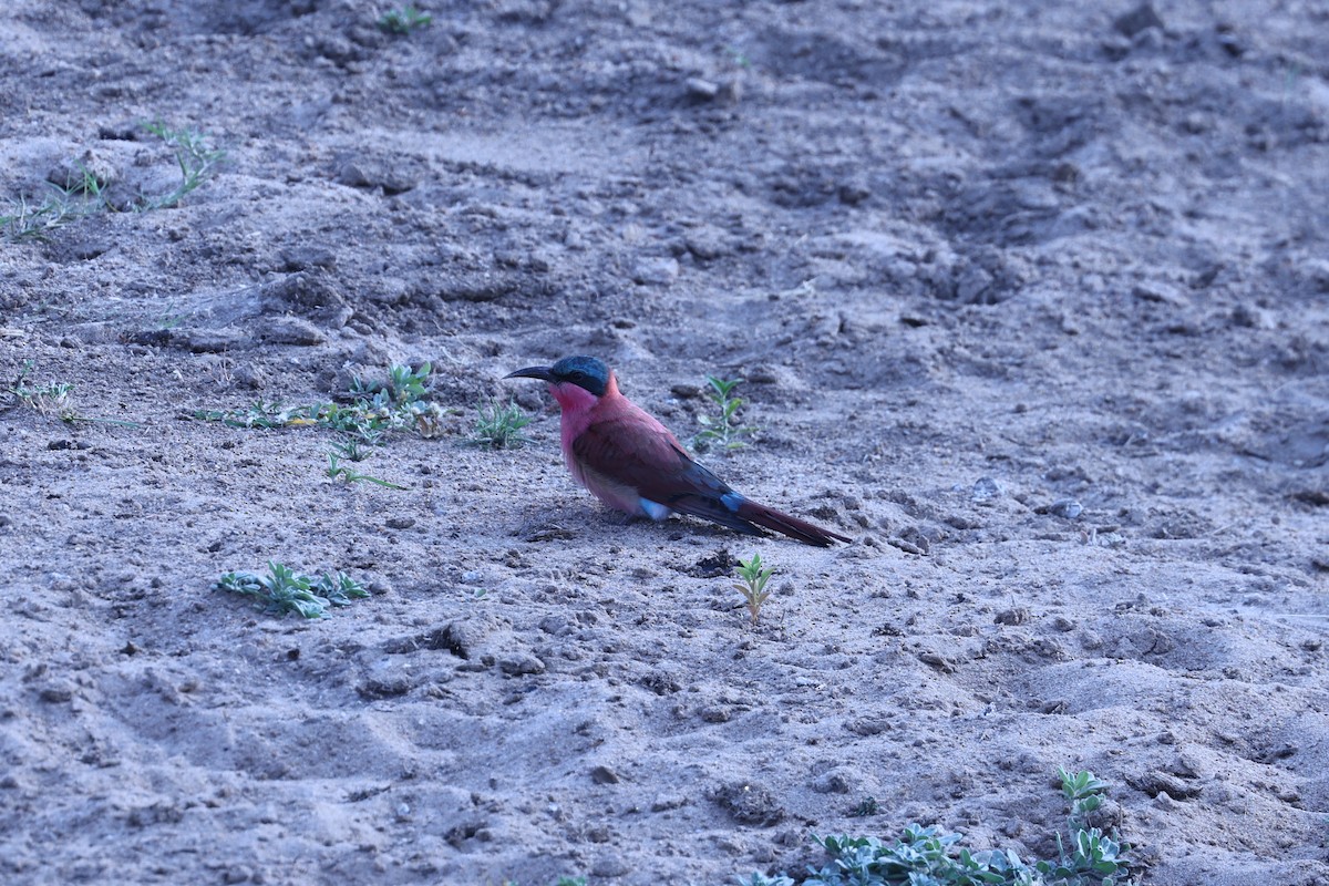 Southern Carmine Bee-eater - ML646629371