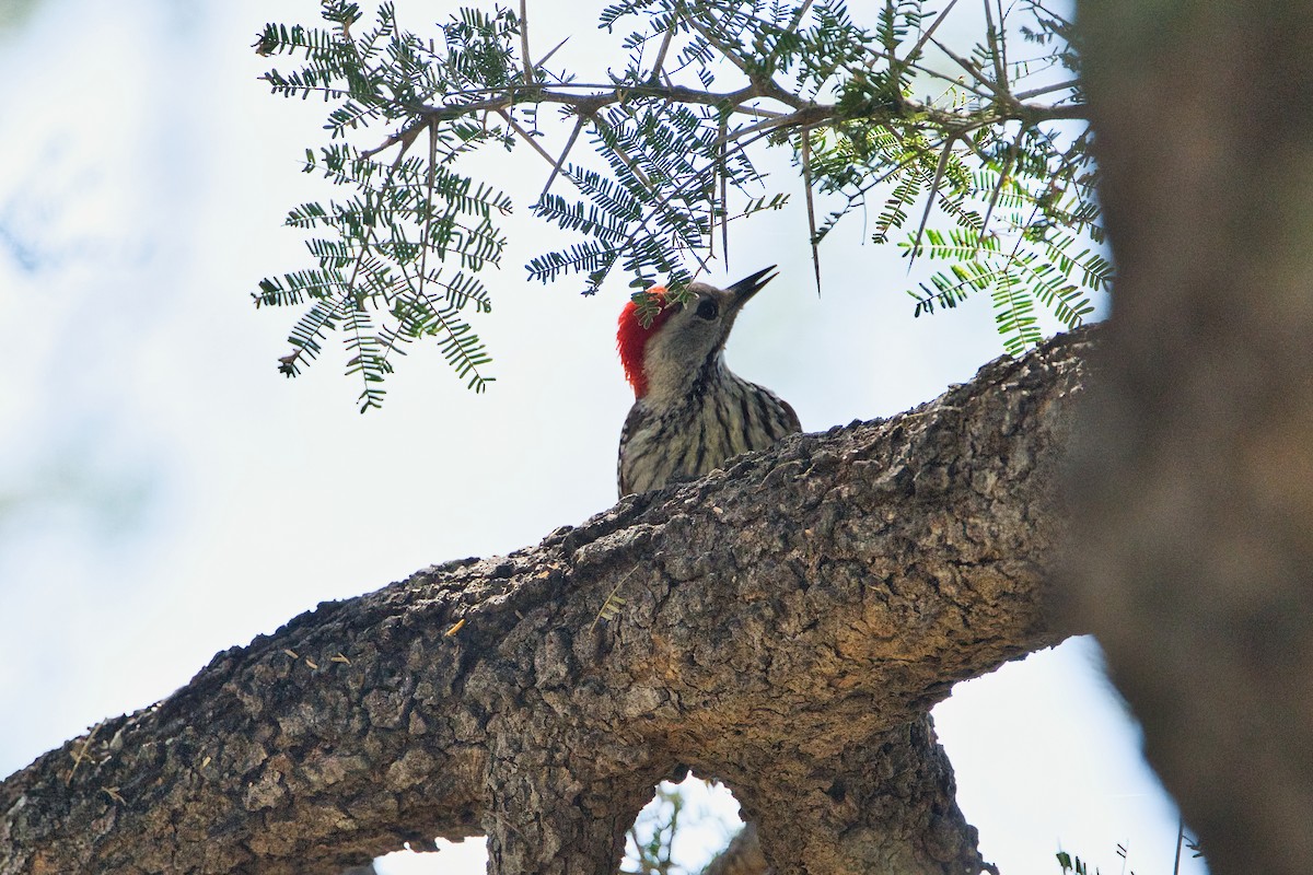 Cardinal Woodpecker - ML646629372