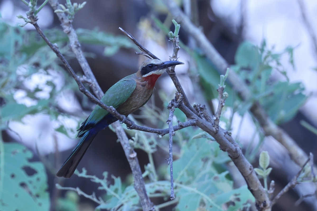 White-fronted Bee-eater - ML646629380