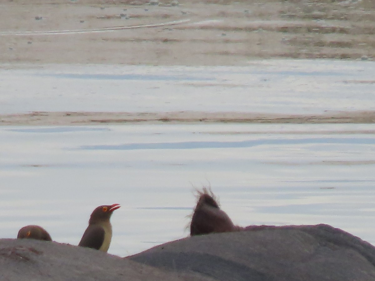 rødnebboksehakker - ML646629381