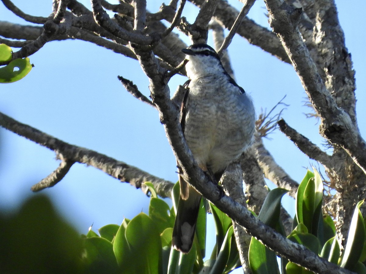 Varied Triller - ML646629383