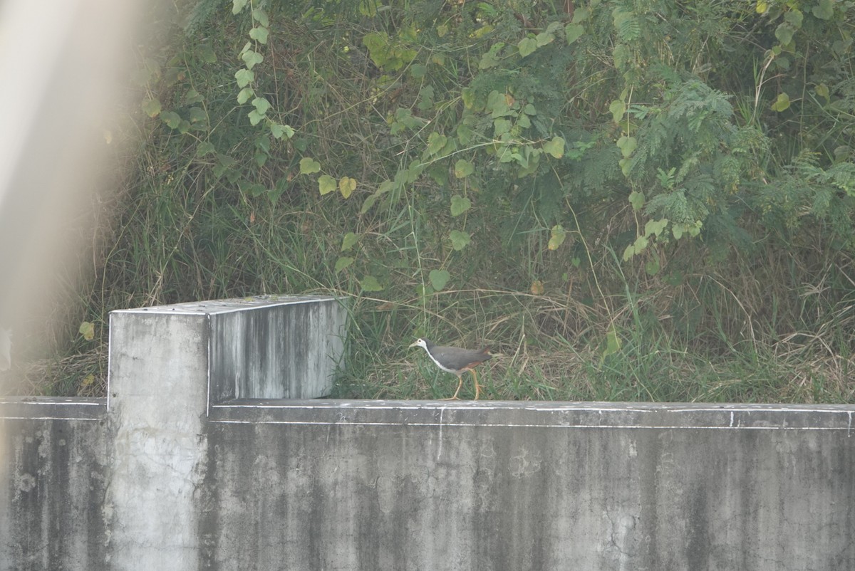 シロハラクイナ - ML646629389