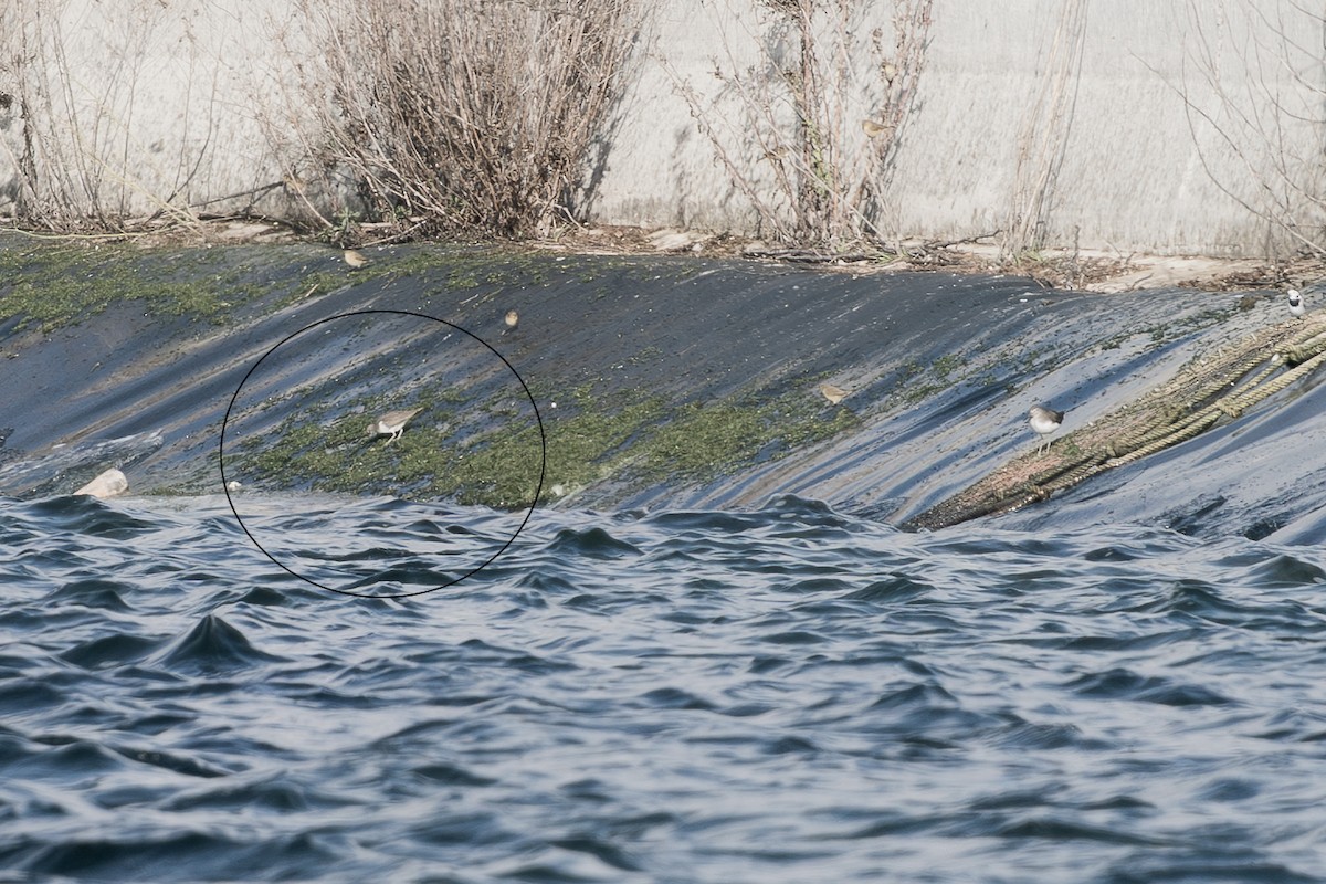 Dere Düdükçünü - ML646629390