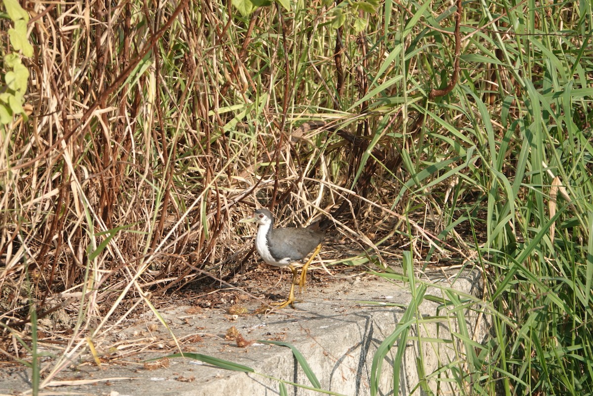 シロハラクイナ - ML646629395