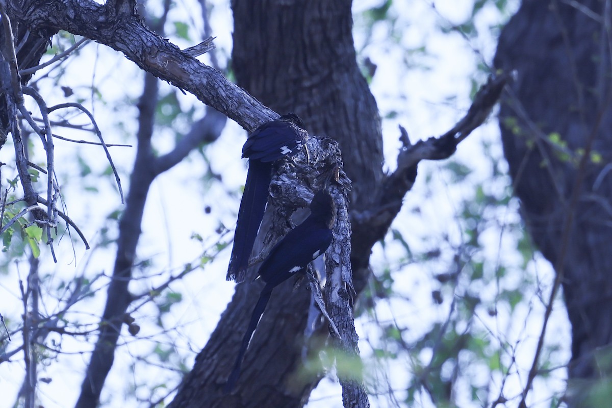 Common Scimitarbill - ML646629396