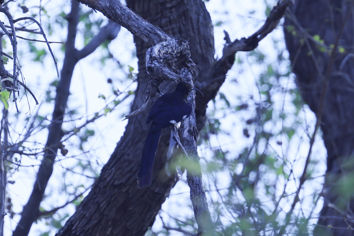 Common Scimitarbill - ML646629397