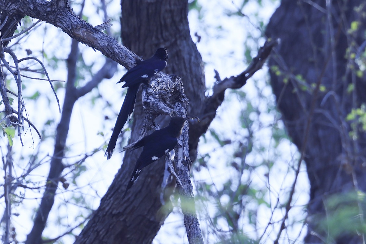 Common Scimitarbill - ML646629398