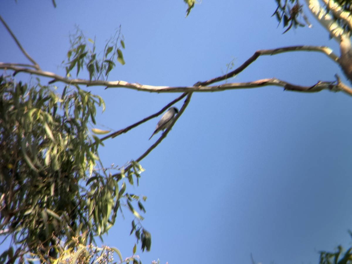 Black-faced Cuckooshrike - ML646629399