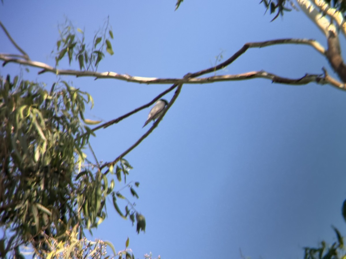 Black-faced Cuckooshrike - ML646629400