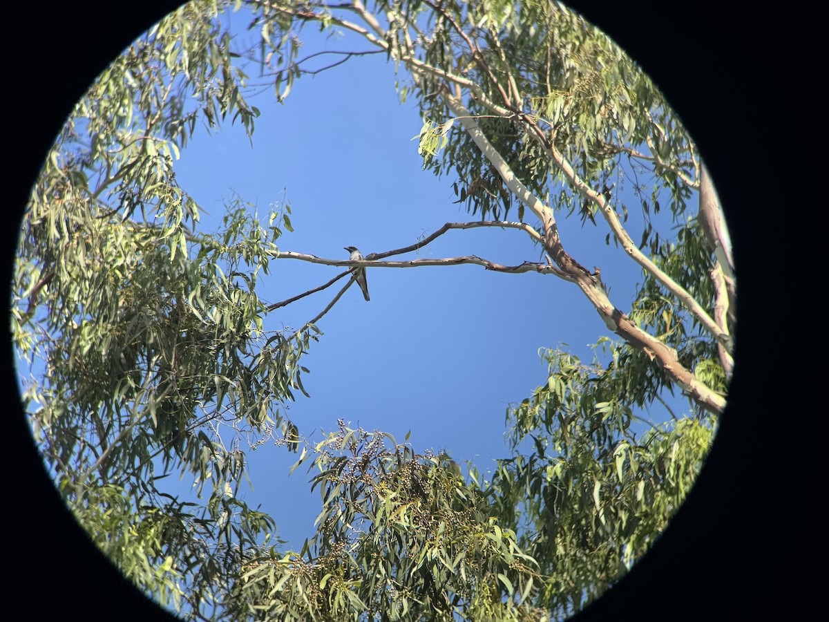 Black-faced Cuckooshrike - ML646629401