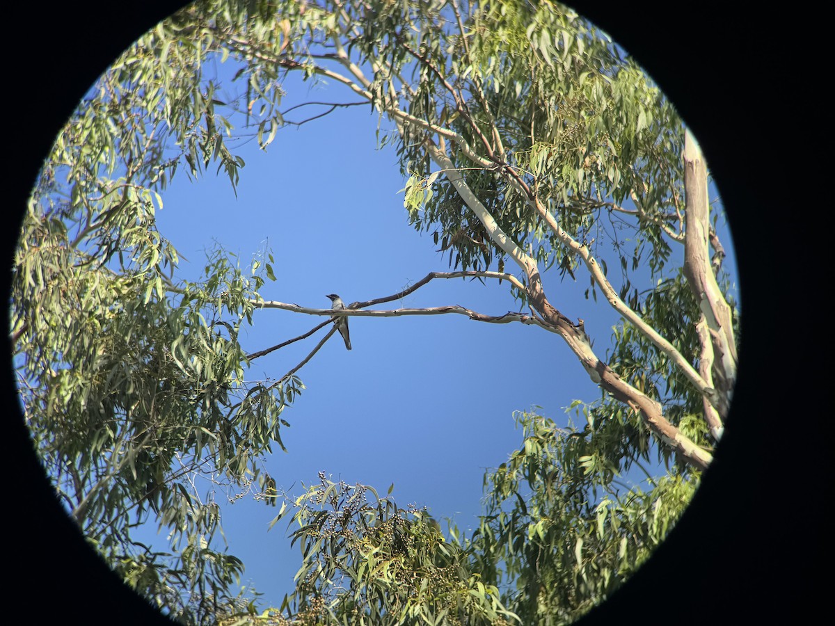 Black-faced Cuckooshrike - ML646629402