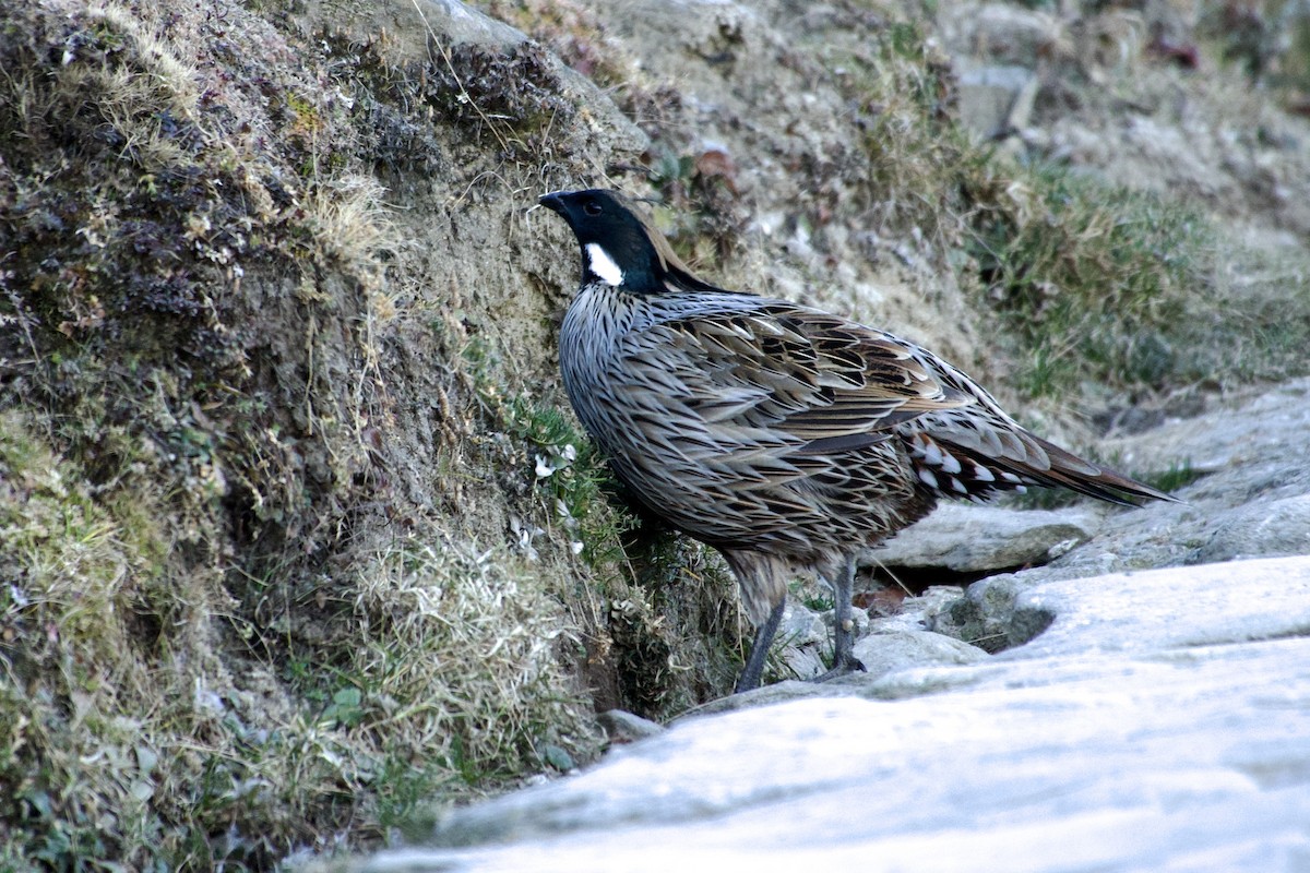 Yazılı Sülün - ML646629403