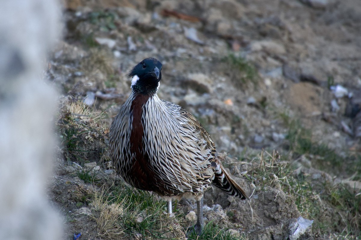 Yazılı Sülün - ML646629404