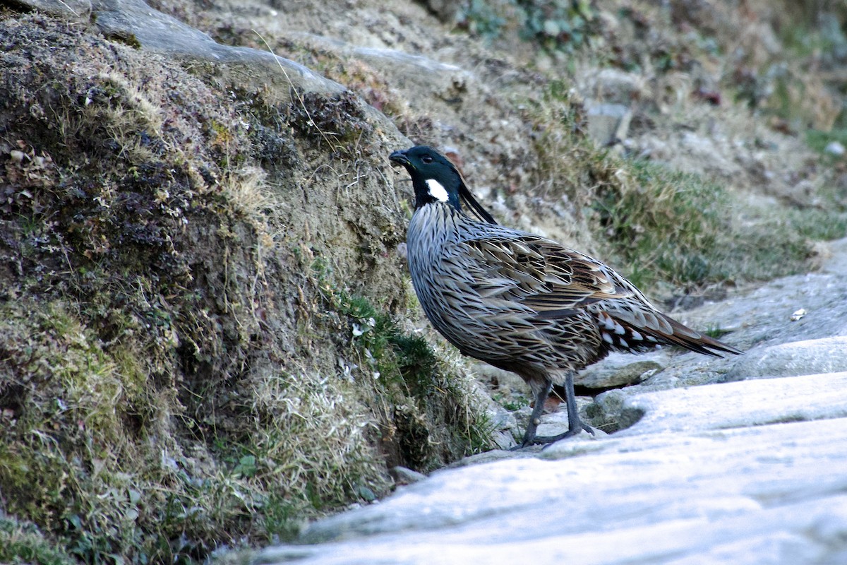 Yazılı Sülün - ML646629407