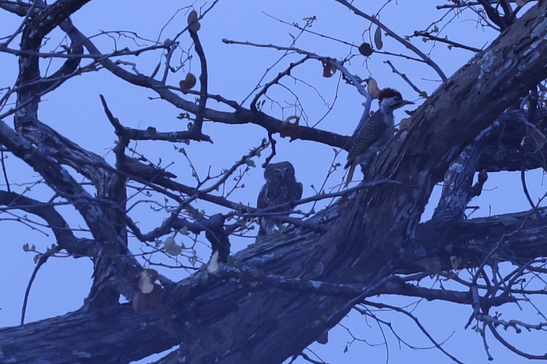 African Barred Owlet - ML646629411