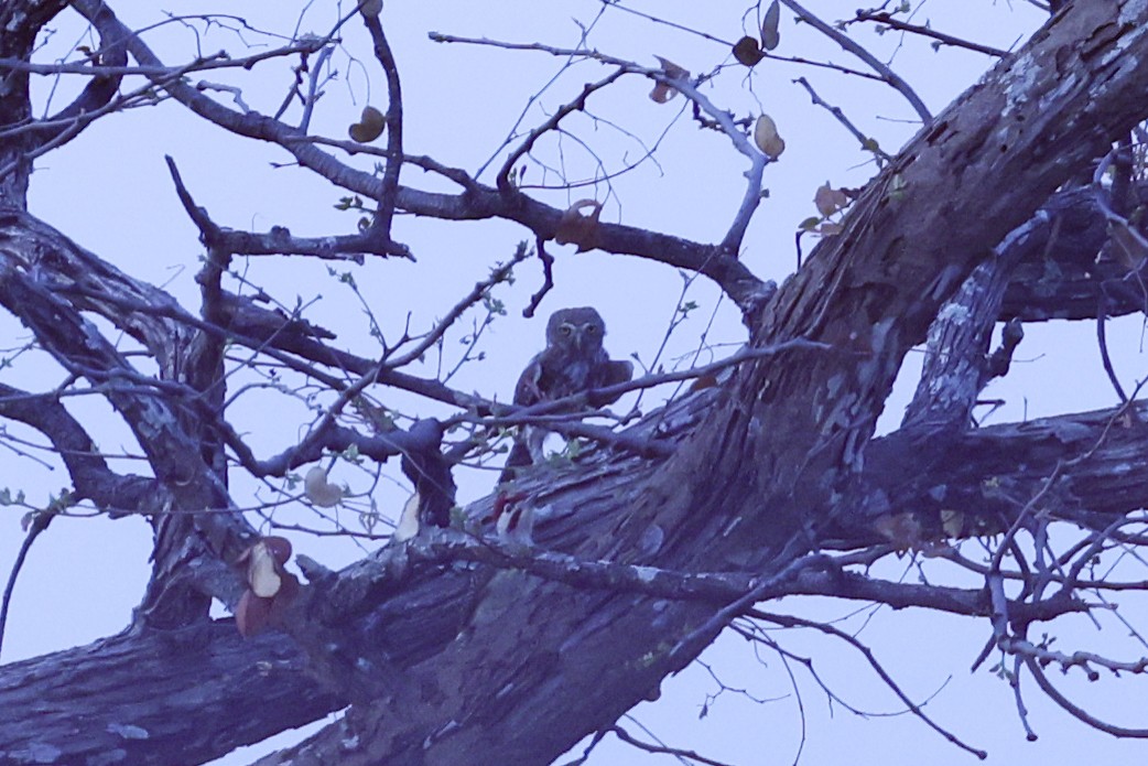 African Barred Owlet - ML646629412