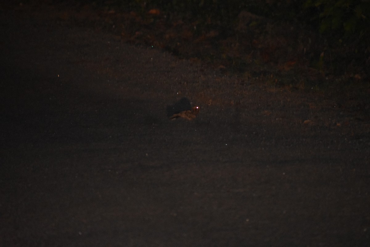 Chotacabras Hindú - ML646629413