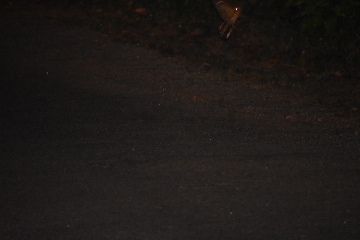 Chotacabras Hindú - ML646629414