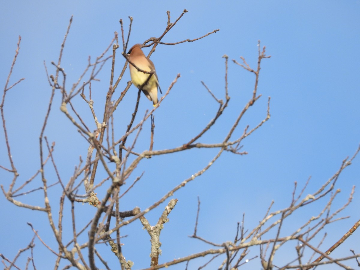 ציצנית אמריקנית - ML646629415