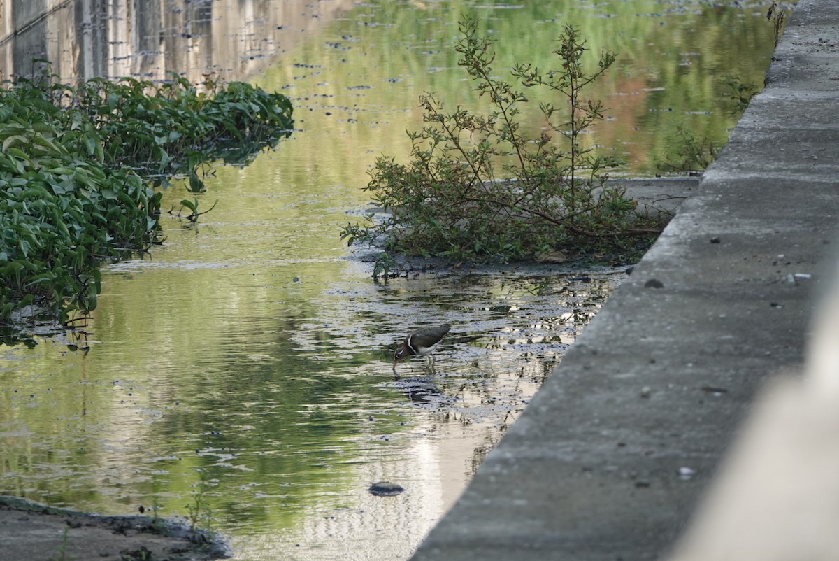 タマシギ - ML646629423