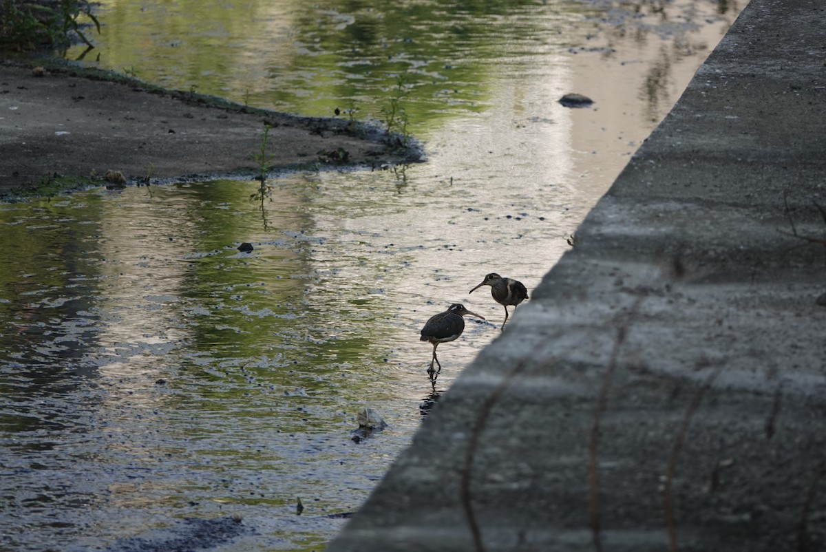 タマシギ - ML646629426