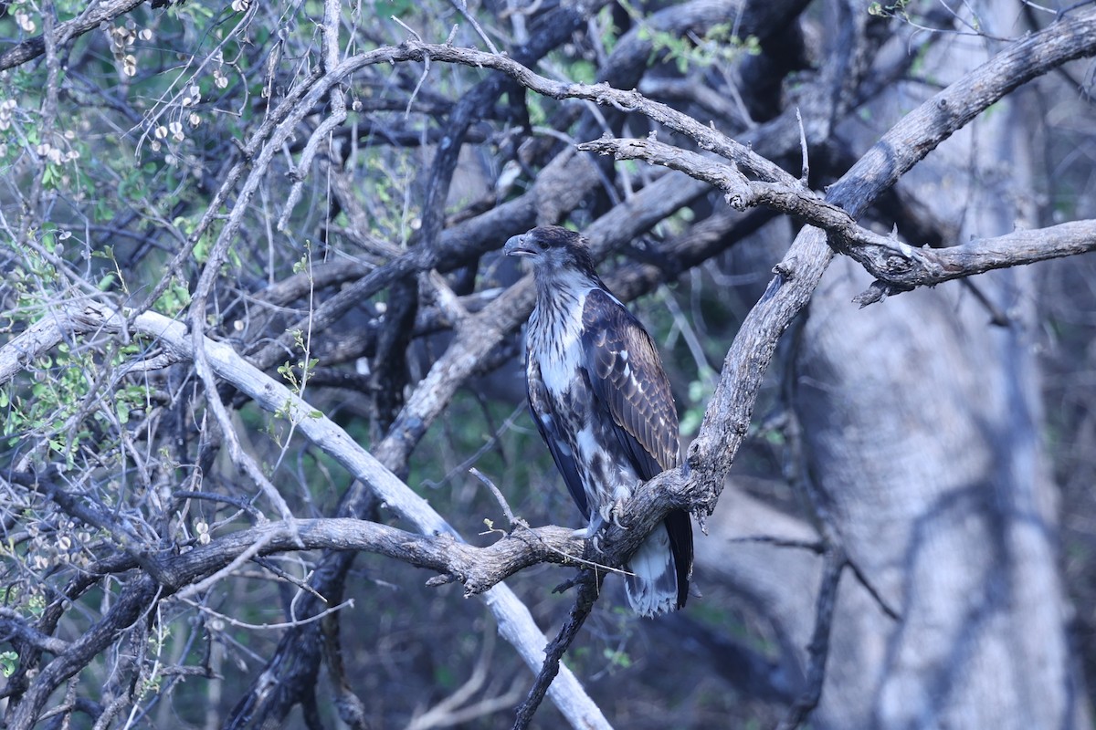 flodørn - ML646629427