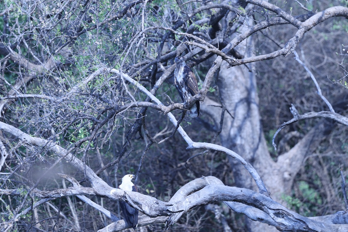 flodørn - ML646629429