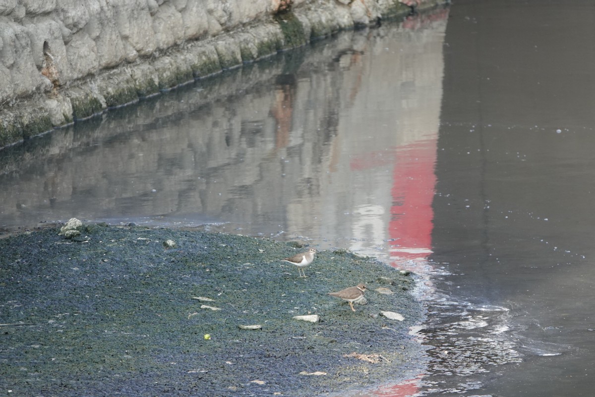 イソシギ - ML646629434