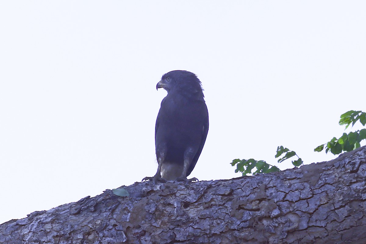 オビチュウヒワシ - ML646629435