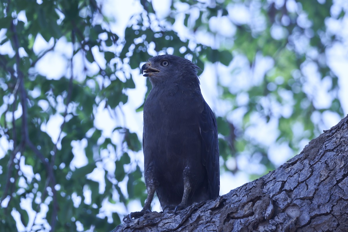 オビチュウヒワシ - ML646629436