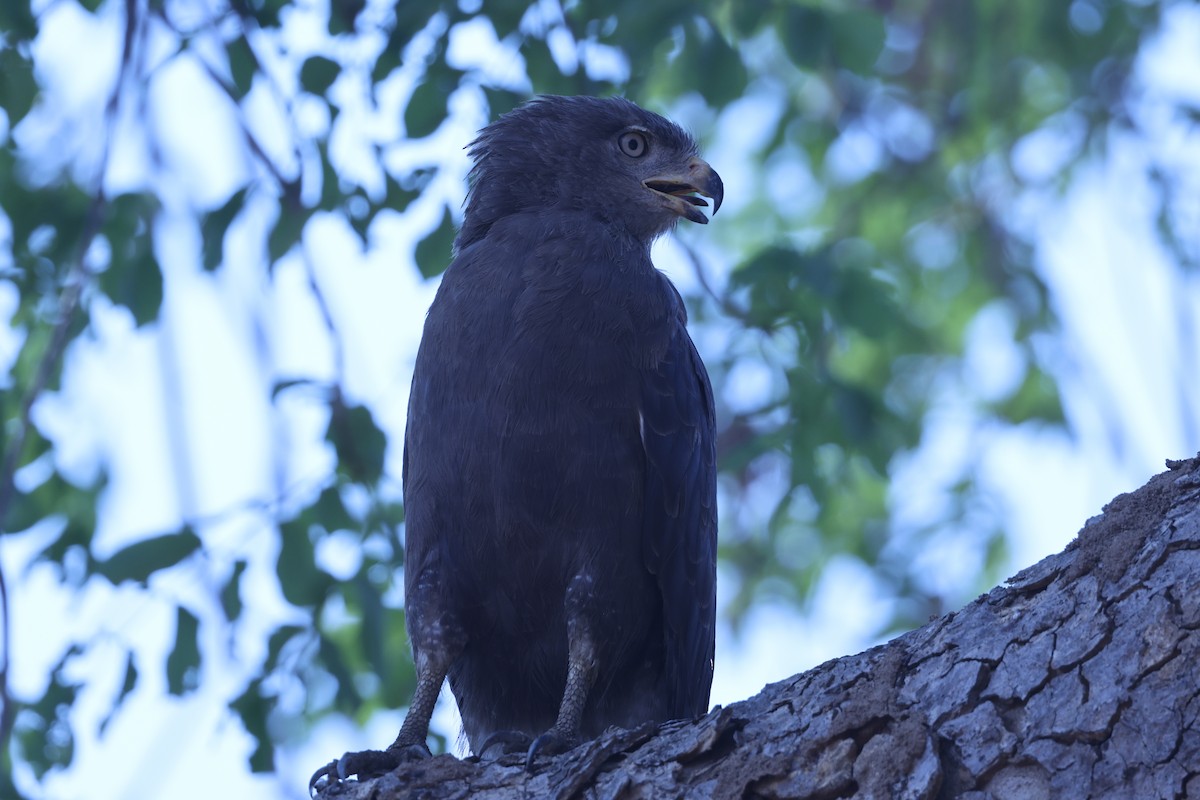 オビチュウヒワシ - ML646629437