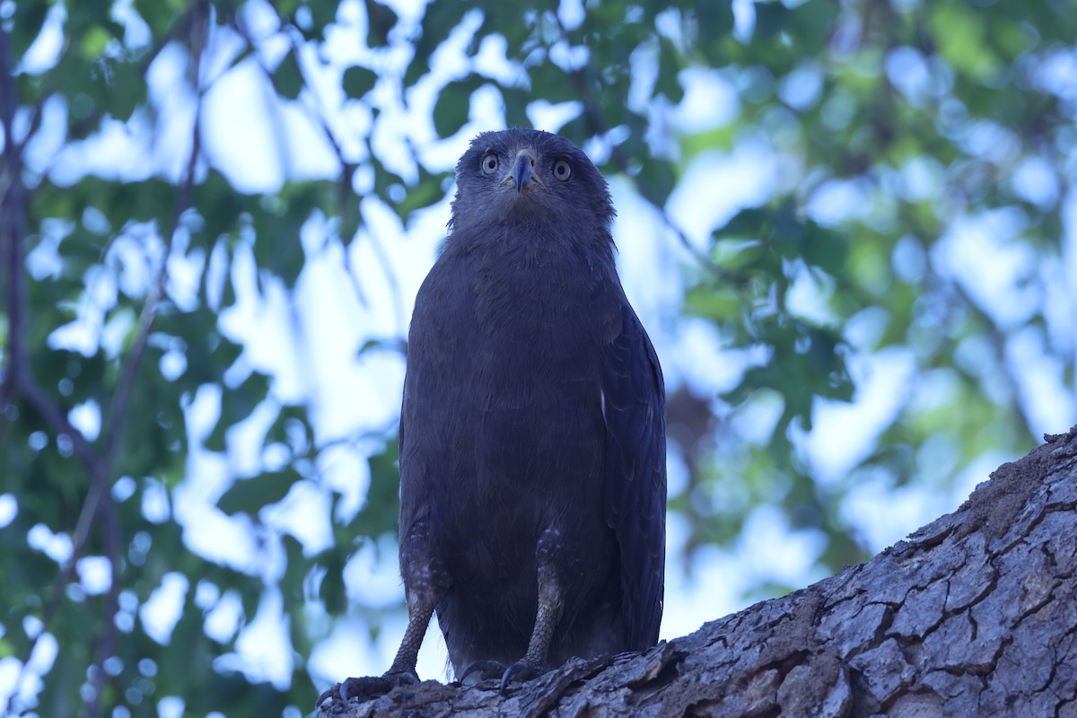 オビチュウヒワシ - ML646629438