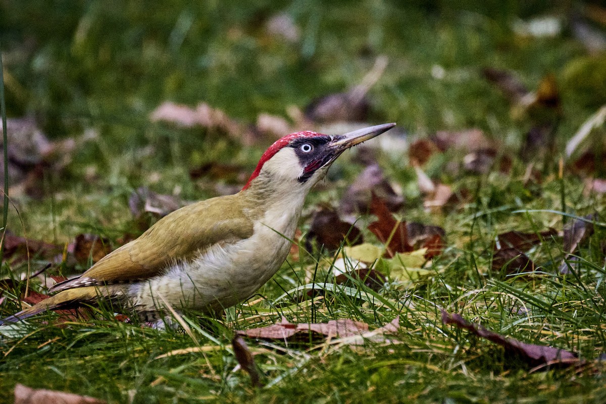 נקר ירוק - ML646629439