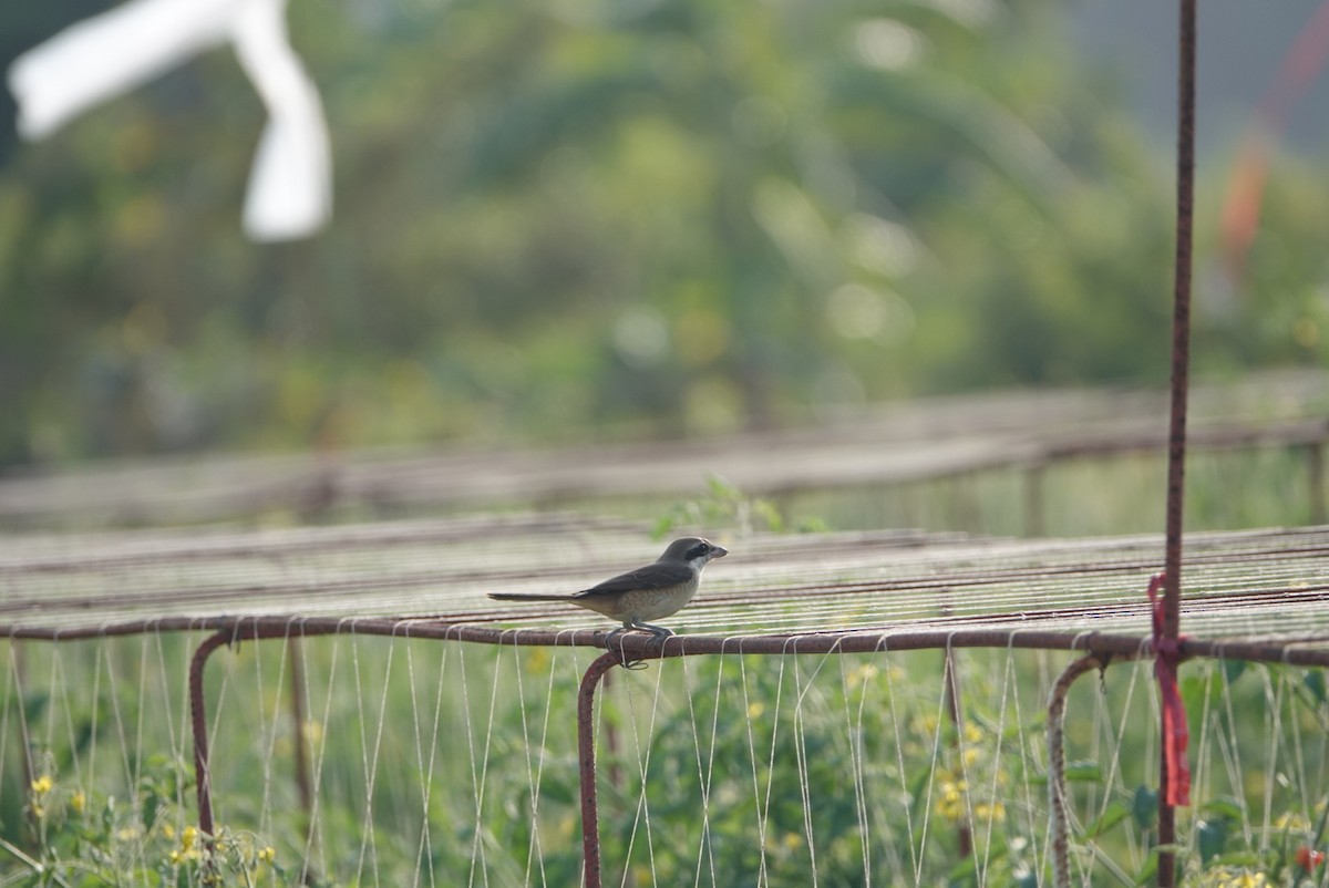 アカモズ - ML646629442