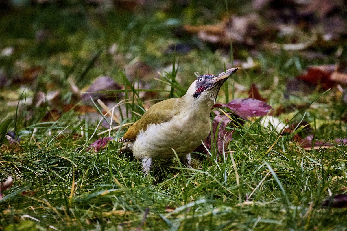 נקר ירוק - ML646629445