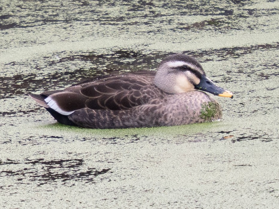 Крижень китайський - ML646629446