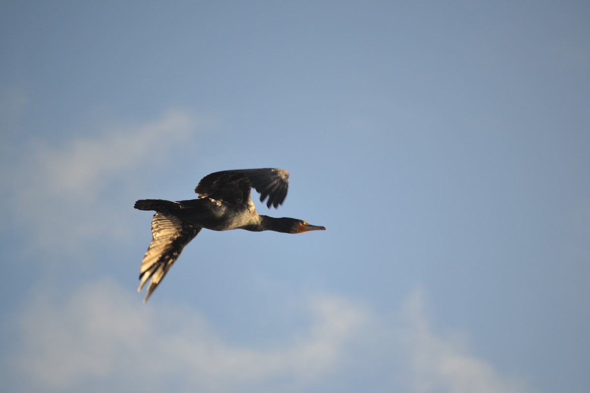 Great Cormorant - ML646629449