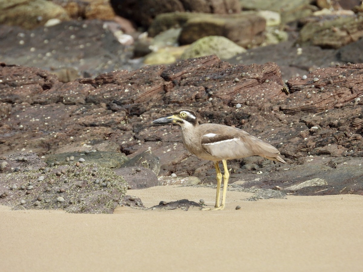 Beach Thick-knee - ML646629450