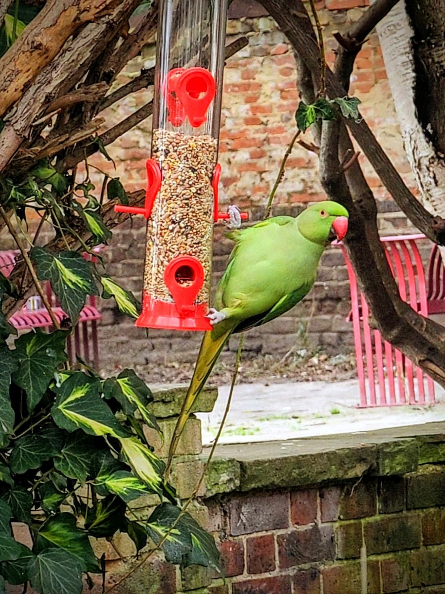 Rose-ringed Parakeet - ML646629452